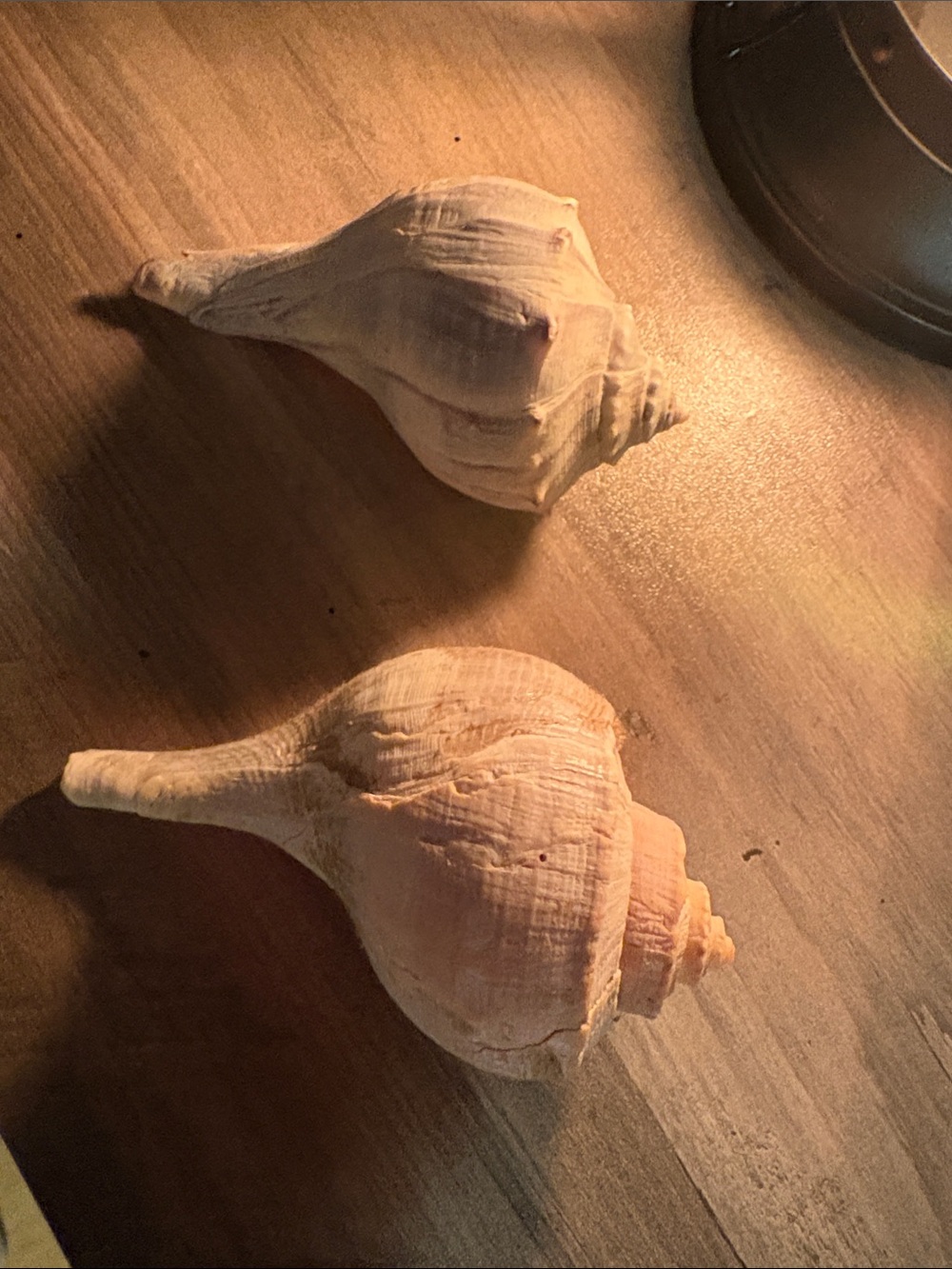 Natural Spiral Seashell Pair - Neutral Tones